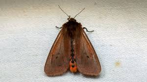 Attēlu rezultāti vaicājumam “Phragmatobia fuliginosa imago”