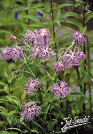 Image result for Dianthus superbus