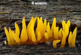 Attēlu rezultāti vaicājumam “Calocera cornea”