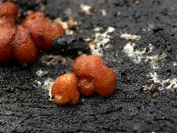 Attēlu rezultāti vaicājumam “Hypocrea rufa”