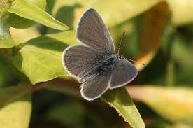 Attēlu rezultāti vaicājumam “Cupido minimus”