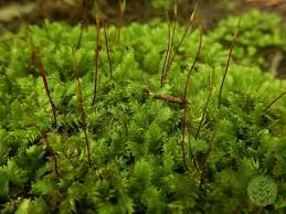 Attēlu rezultāti vaicājumam “Fissidens osmundoides”