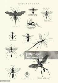Attēlu rezultāti vaicājumam “Hymenoptera”
