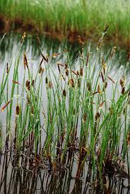 Attēlu rezultāti vaicājumam “Carex limosa fruit”