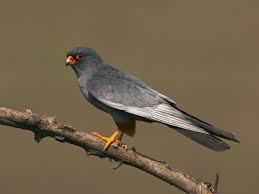 Image result for Falco vespertinus