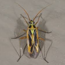 Attēlu rezultāti vaicājumam “Stenotus binotatus male”