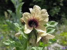 Attēlu rezultāti vaicājumam “Hyoscyamus niger”