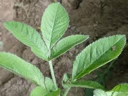 Attēlu rezultāti vaicājumam “Chaerophyllum aromaticum”