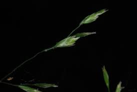 Attēlu rezultāti vaicājumam “Poa nemoralis leaf”