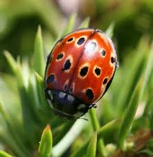 Attēlu rezultāti vaicājumam “Anatis ocellata”