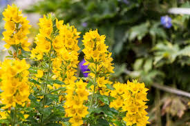 Attēlu rezultāti vaicājumam “Lysimachia punctata flower”