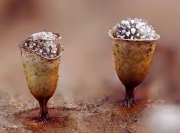 Attēlu rezultāti vaicājumam “Craterium leucocephalum var. scyphoides stalked”