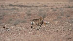 Image result for canis lupus arabs