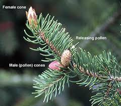 Attēlu rezultāti vaicājumam “Picea abies leaf”