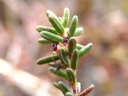 Attēlu rezultāti vaicājumam “Empetraceae”