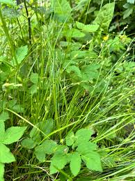 Attēlu rezultāti vaicājumam “Carex remota”