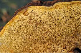 Attēlu rezultāti vaicājumam “Gloeophyllum odoratum”