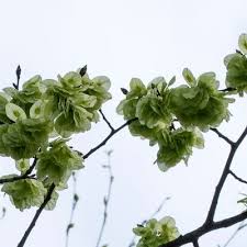 Attēlu rezultāti vaicājumam “Ulmus glabra flower”