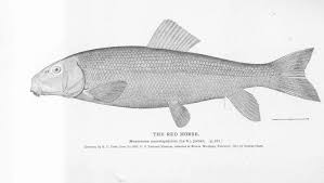 Image result for Moxostoma macrolepidotum