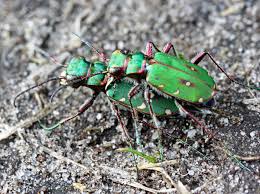 Attēlu rezultāti vaicājumam “Cicindela campestris”
