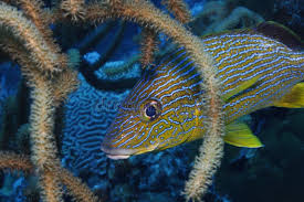 Image result for Haemulon sciurus