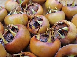 Attēlu rezultāti vaicājumam “Mespilus germanica fruit”