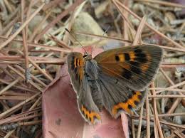 Attēlu rezultāti vaicājumam “Lycaena phlaeas female”