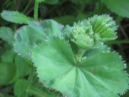 Attēlu rezultāti vaicājumam “Alchemilla vulgaris aggr. leaf”
