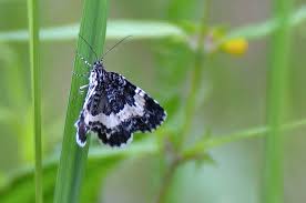 Attēlu rezultāti vaicājumam “Spargania luctuata”