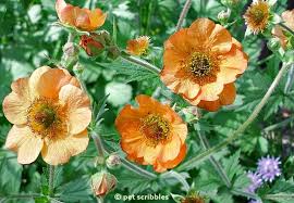 Attēlu rezultāti vaicājumam “Geum x intermedium flower”