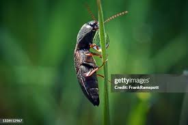 Attēlu rezultāti vaicājumam “Athous sp.”