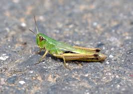 Attēlu rezultāti vaicājumam “Chortippus sp.”