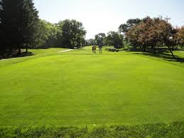 Attēlu rezultāti vaicājumam “Poa trivialis”