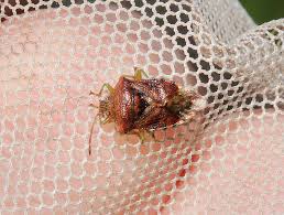 Attēlu rezultāti vaicājumam “Elasmucha grisea”