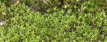 Attēlu rezultāti vaicājumam “Didymodon rigidulus sporophyte”