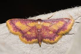 Attēlu rezultāti vaicājumam “Idaea muricata”