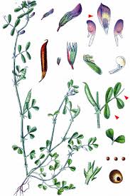 Attēlu rezultāti vaicājumam “Vicia lathyroides leaf”