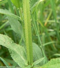 Attēlu rezultāti vaicājumam “Stachys palustris fruit”