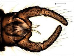 Attēlu rezultāti vaicājumam “Trichocera regelationis”