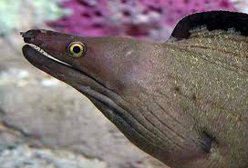 Image result for Gymnothorax vicinus