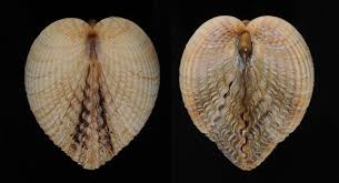 Attēlu rezultāti vaicājumam “Colloderma oculatum sessile”