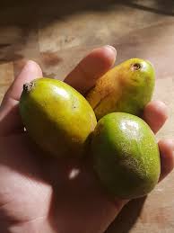 Attēlu rezultāti vaicājumam “Rhynchospora alba fruit”