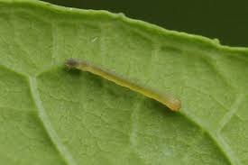 Attēlu rezultāti vaicājumam “Spargania luctuata”