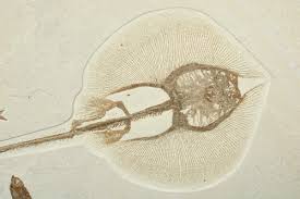 Attēlu rezultāti vaicājumam “Retinia resinella exuvia”