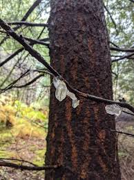 Attēlu rezultāti vaicājumam “Myxarium nucleatum”