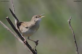 Image result for Locustella naevia