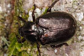 Attēlu rezultāti vaicājumam “Osmoderma barnabita”