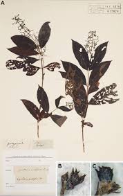 Image result for Thaddus Haenke