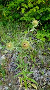 Attēlu rezultāti vaicājumam “Carlina biebersteinii”