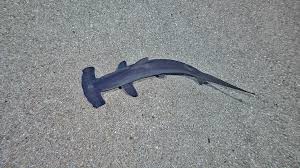 Image result for Sphyrna lewini